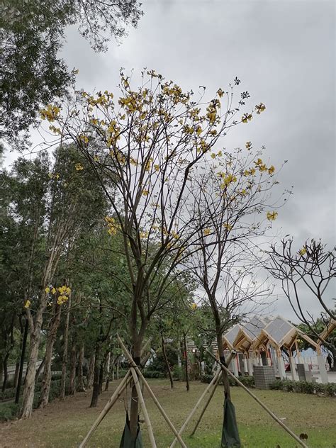 黃鐘花風水|黃鐘木 